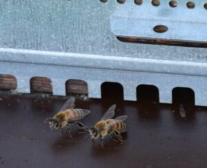 Bienen_Zeppelinschule_groß