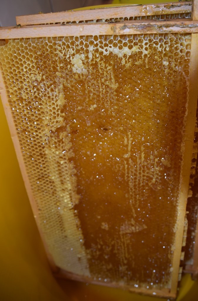 Fleißige Bienen – Goldener Honig – Begeisterte Kinder