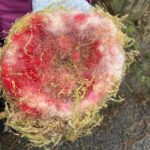 Bericht über das Nistkastenprojekt der 3c