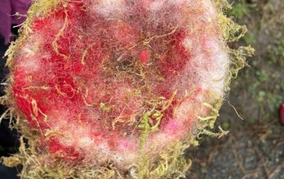 Bericht über das Nistkastenprojekt der 3c